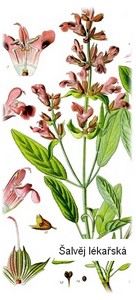 obsah-18-Salvia officinalis.jpg